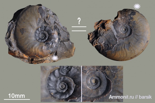 аммониты, Leioceras, аален