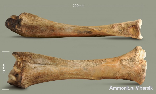 млекопитающие, плейстоцен, Bison priscus, ископаемые быки