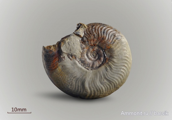 аммониты, юра, ушки, устье, Leioceras, аален