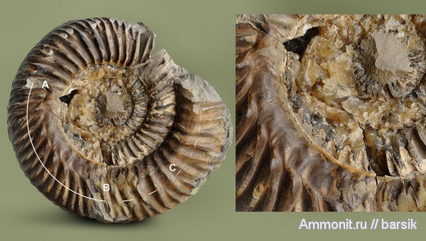 прижизненные повреждения, Parkinsonia, ammonoid sublethal injuries, Rarecostites, Кяфар, Б.Зеленчук
