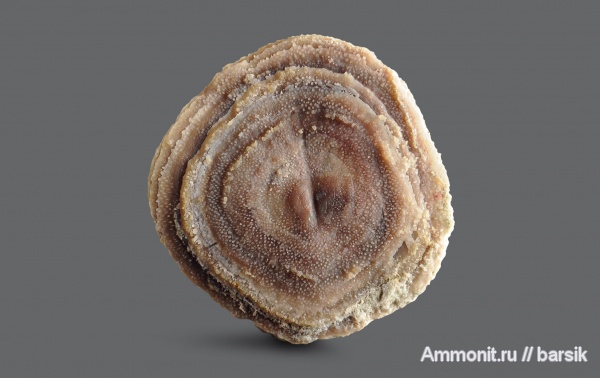 брахиоподы, Pseudocrania, Pseudocrania petropolitana, Craniata, Craniidae