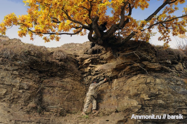 Leioceras, Bredyia, Graphoceratidae, аален, Hammatoceratinae