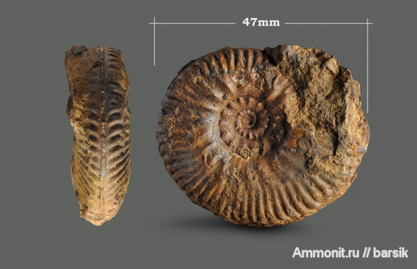 аммониты, Bredyia, аален, Bredyia subinsignis