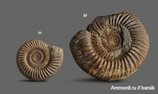 аммониты, байос, Rarecostites, Кяфар