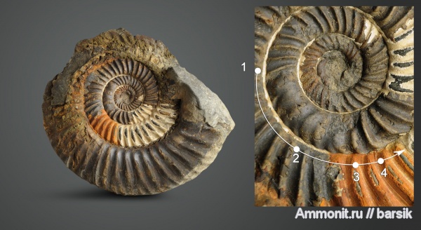аммониты, байос, Rarecostites, Кяфар
