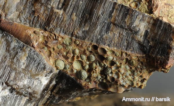 белемниты, фрагмоконы, ростры, протоконх, аален