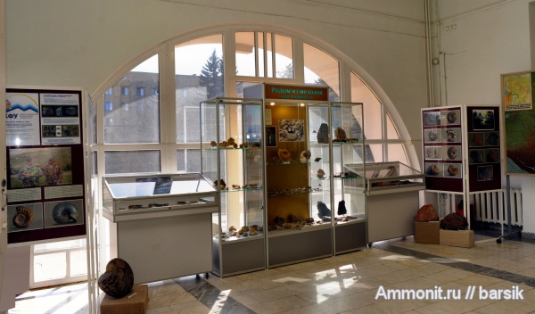 аммониты, музеи, выставки