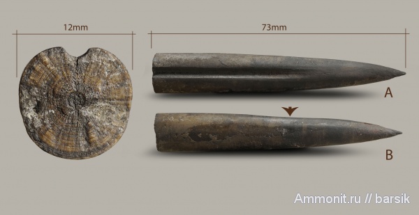 белемниты, юра, ростры, р. Большой Зеленчук, Bajocian, Jurassic