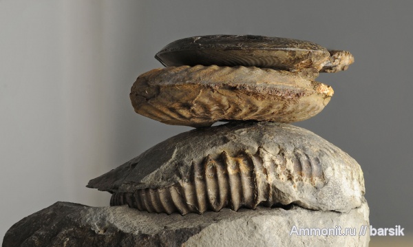 аммониты, байос, Кяфар, Patrulia