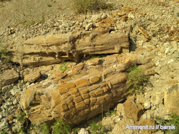 мел, Ростовская область, араукария