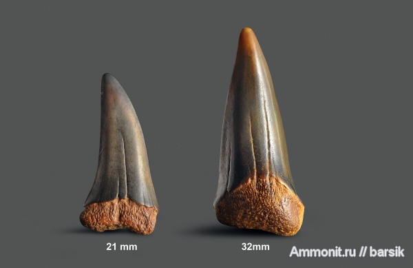 зубы, акулы, Striatolamia