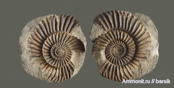 аммониты, байос, Rarecostites, Кяфар