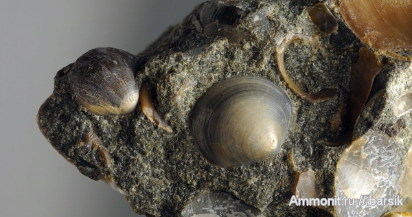 мел, двустворки, Краснодарский край