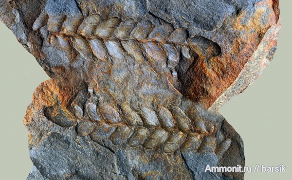 карбон, Ростовская область