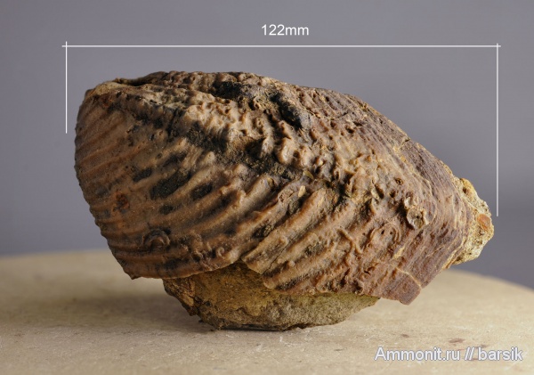 мел, двустворки, Trigonia