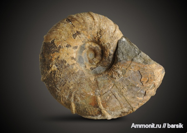 аммониты, мел, Дагестан аммониты, мел, Дагестан