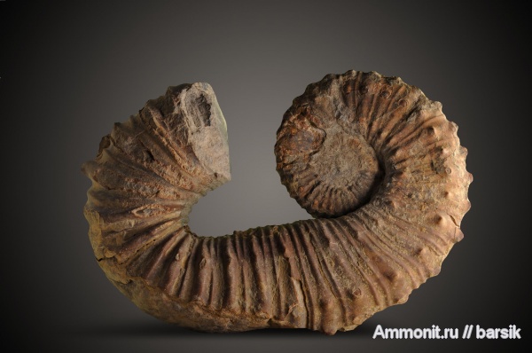 аммониты, мел, Дагестан