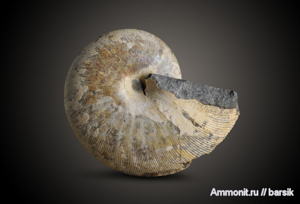 аммониты, мел, Euphylloceras, Дагестан, Phylloceratidae