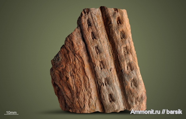 карбон, Sigillaria, Syringodendron