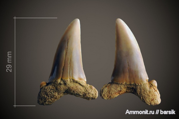 зубы, акулы, Ростовская область