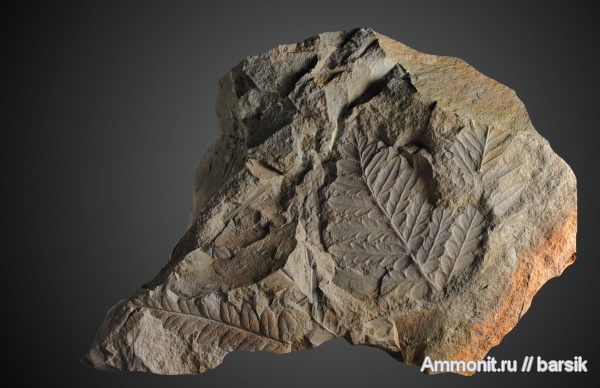 карбон, Mariopteris, Ростовская область