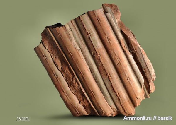 карбон, Sigillaria, Syringodendron