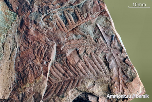 карбон, Alethopteris