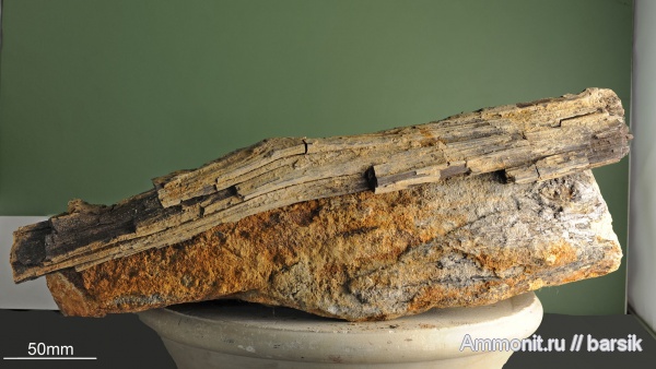 мезозой, окаменевшее дерево, кайнозой