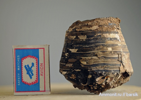 белемниты, юра, нижний келловей, ростры