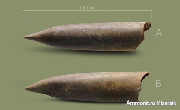 белемниты, юра, келловей, ростры