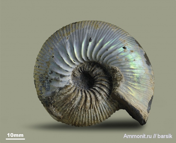 аммониты, юра, Россия, Kepplerites, Kepplerites aigii