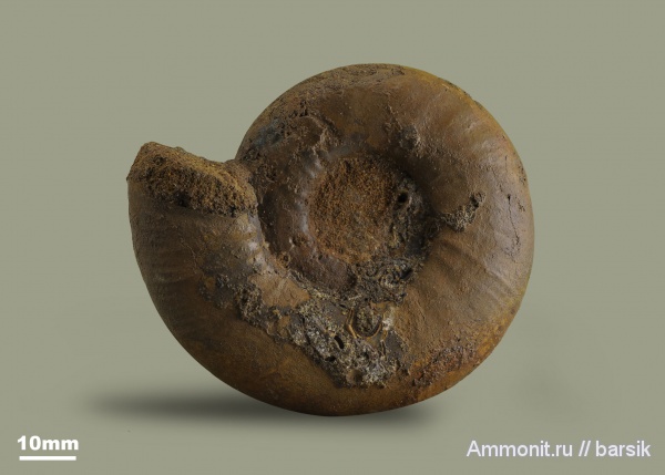 аммониты, юра, Россия, Laugeites, Laugeites stschurowskii