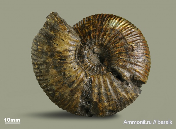 аммониты, юра, Россия, Serbarinovella, Serbarinovella serbarinovi