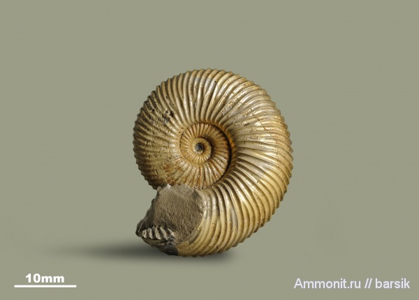 аммониты, юра, Россия, Pseudocadoceras, Pseudocadoceras mundum