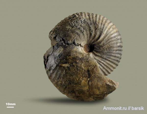 аммониты, юра, Россия, Arcticoceras, Arcticoceras harlandi