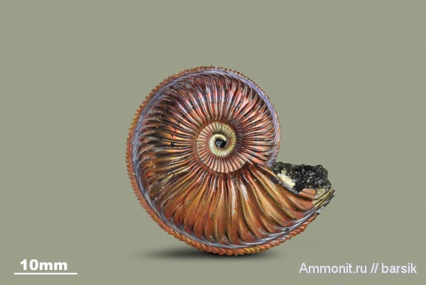 аммониты, юра, Россия, Amoeboceras, Amoeboceras alternoides