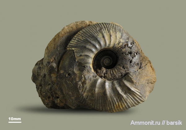 аммониты, юра, Россия, Kepplerites, Kepplerites galilaeii