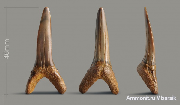 зубы, акулы, Ростовская область, Striatolamia macrota