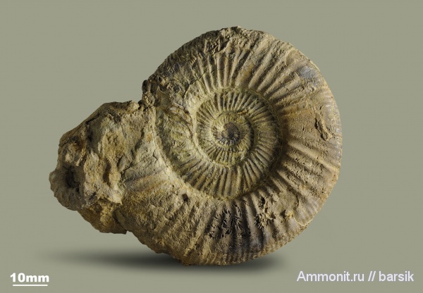 аммониты, юра, Россия, Perisphinctes