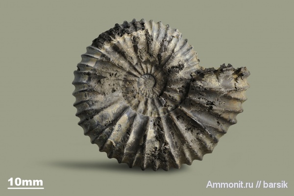 аммониты, юра