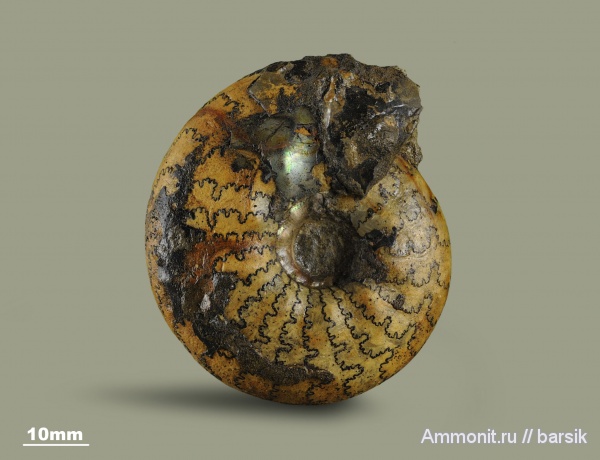 аммониты, юра, Россия, Craspedites, Craspedites nodiger