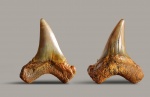 Зуб акулы 5