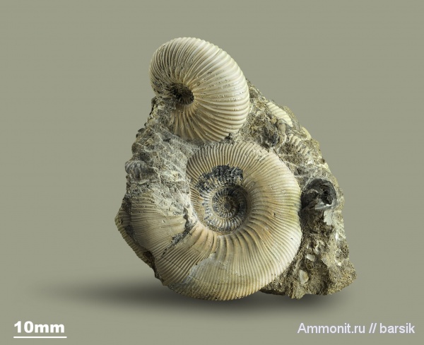 аммониты, юра, Россия, Cadoceras, Sigaloceras