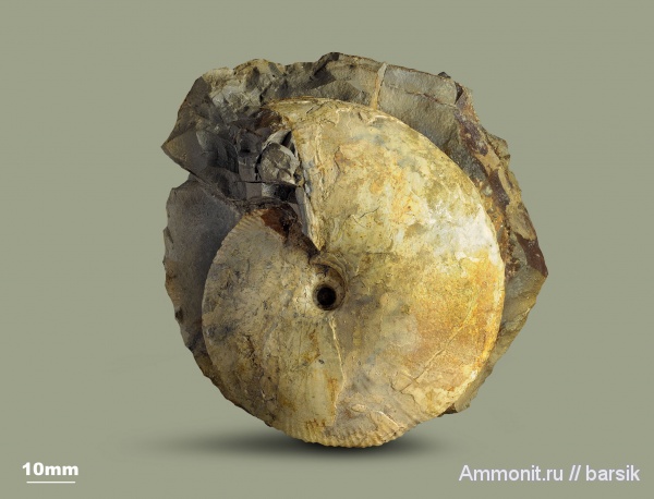 аммониты, юра, Россия, Eckhardites