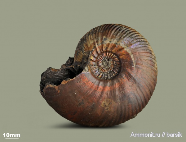 аммониты, юра, Россия, Quenstedtoceras