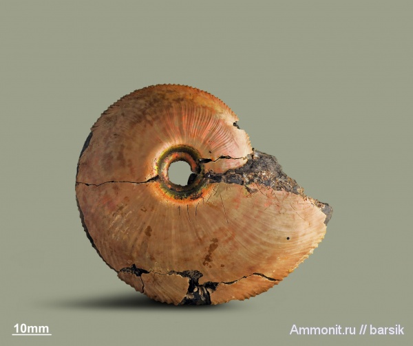 аммониты, юра, Россия, Cardioceras