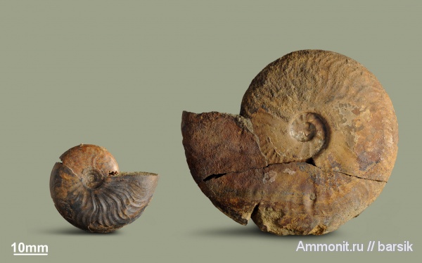 аммониты, юра, Россия, Leioceras opalinum, Leioceras