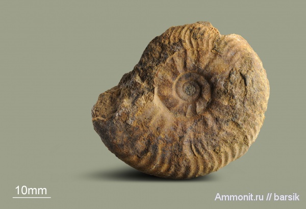 аммониты, юра, Россия, Pleydellia