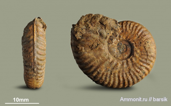 аммониты, юра, Россия, Hammatoceratidae, Planammatoceras