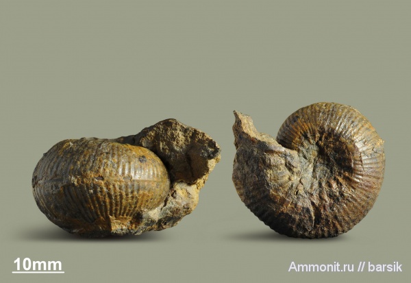 аммониты, юра, Россия, Erycites, Erycites barodiscus